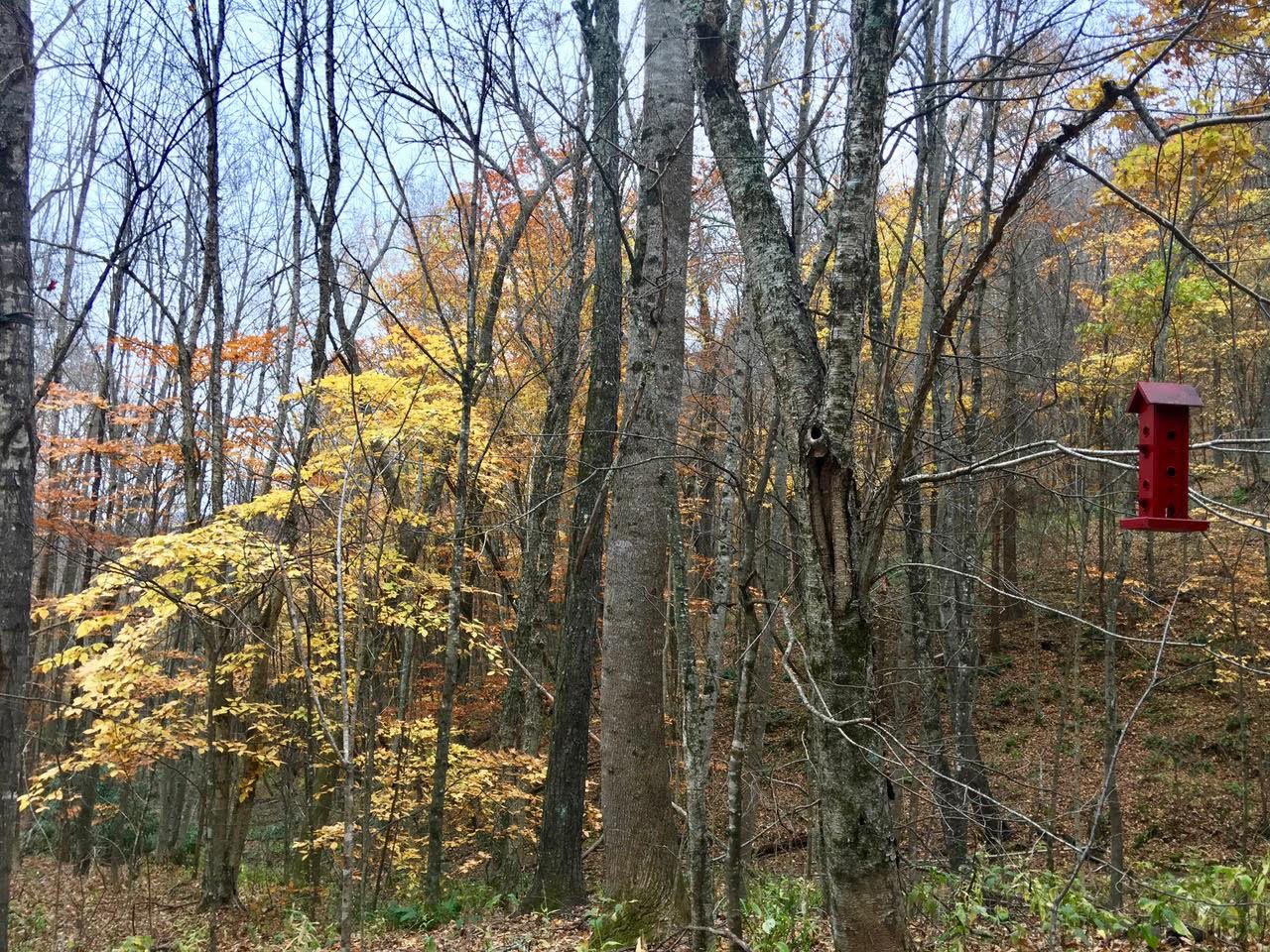 Red Birdhouse in fall woods
